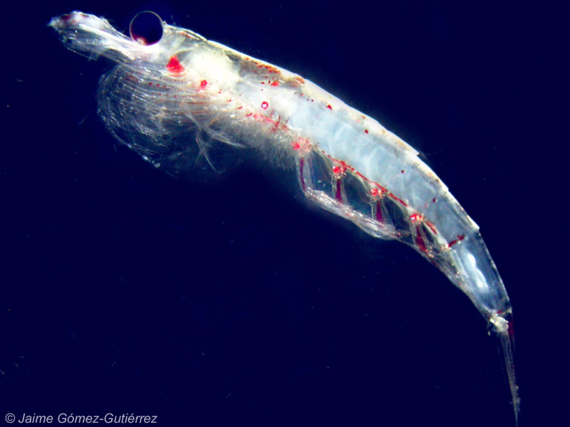 Krill